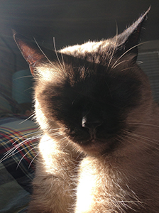 Siamese Cat