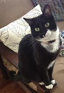Tuxedo Cat